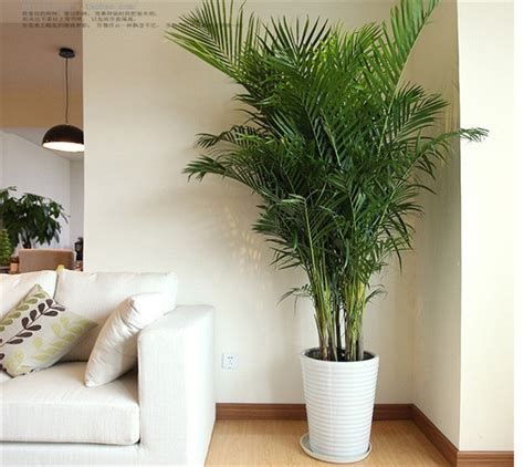 客廳風水植物